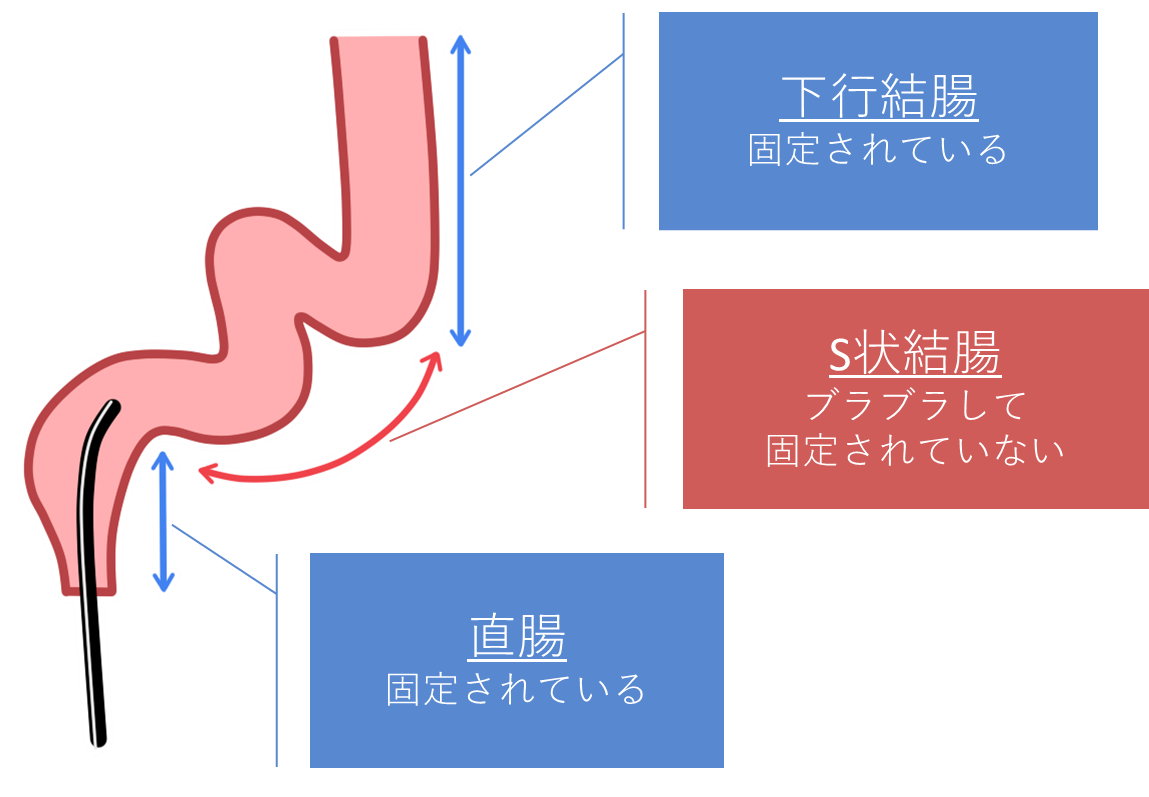 大腸の構造について