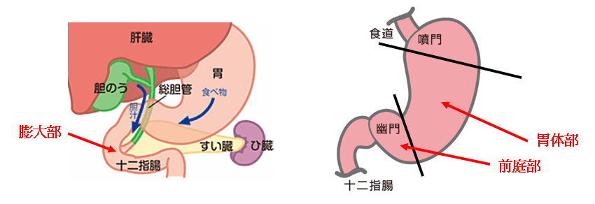 胃を中心とした臓器の図説