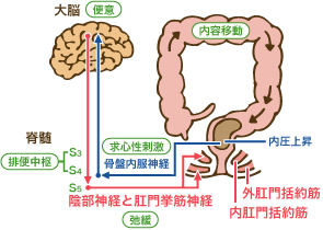 便意の図解