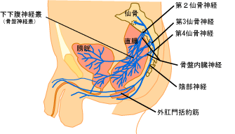 排尿に関係する神経