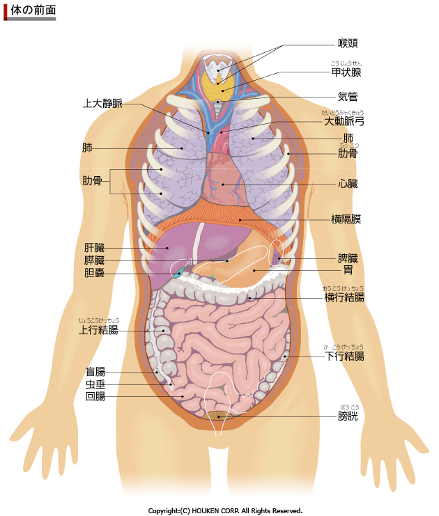 人体解剖図前面