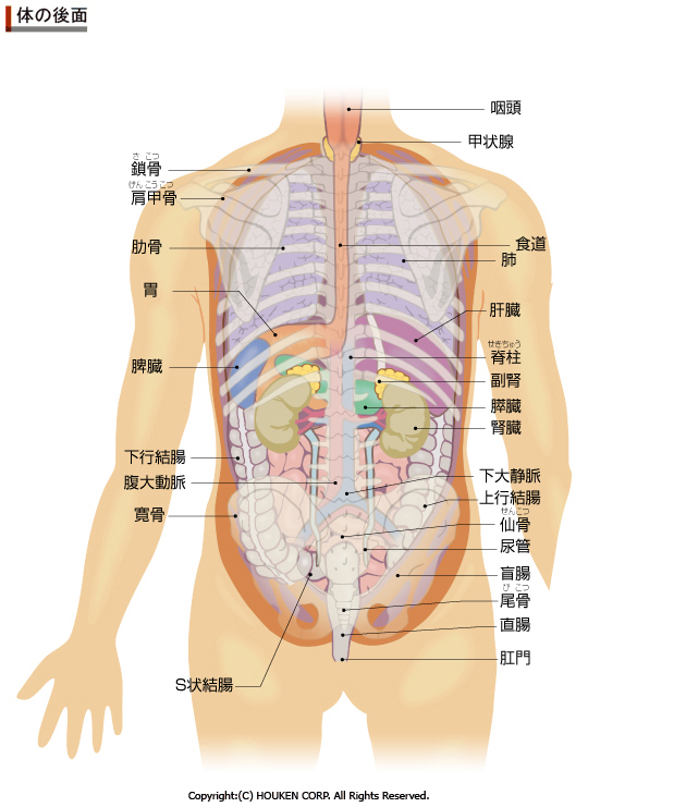 人体解剖図背面