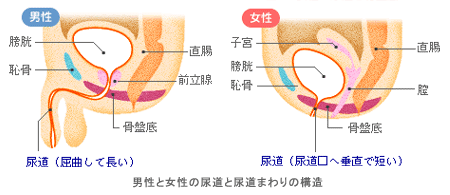 泌尿器の断面イラスト